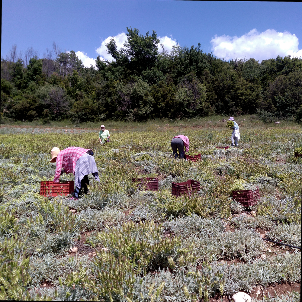 Stachys Iva Mountain Tea Organic