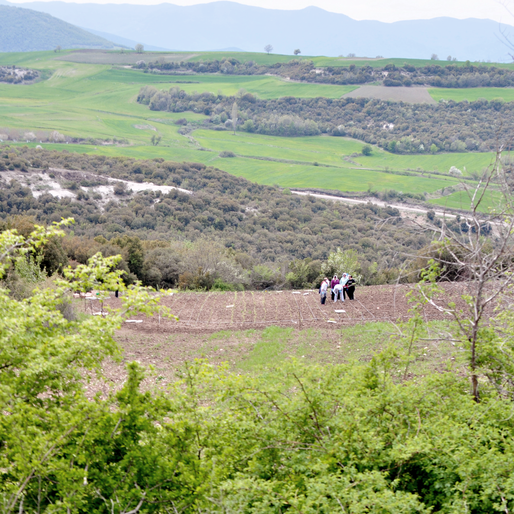 Stachys Iva Mountain Tea Organic