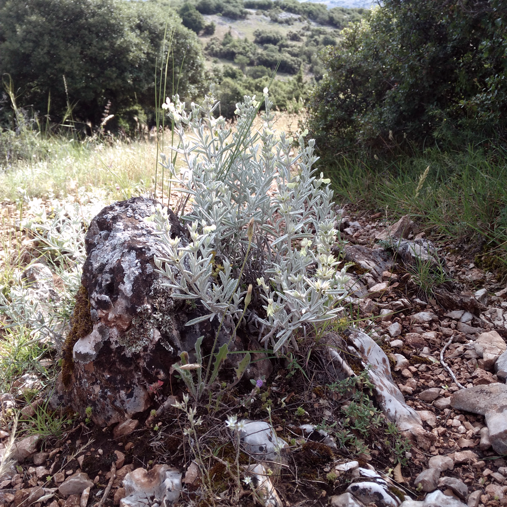 Thé de montagne Stachys Iva Bio
