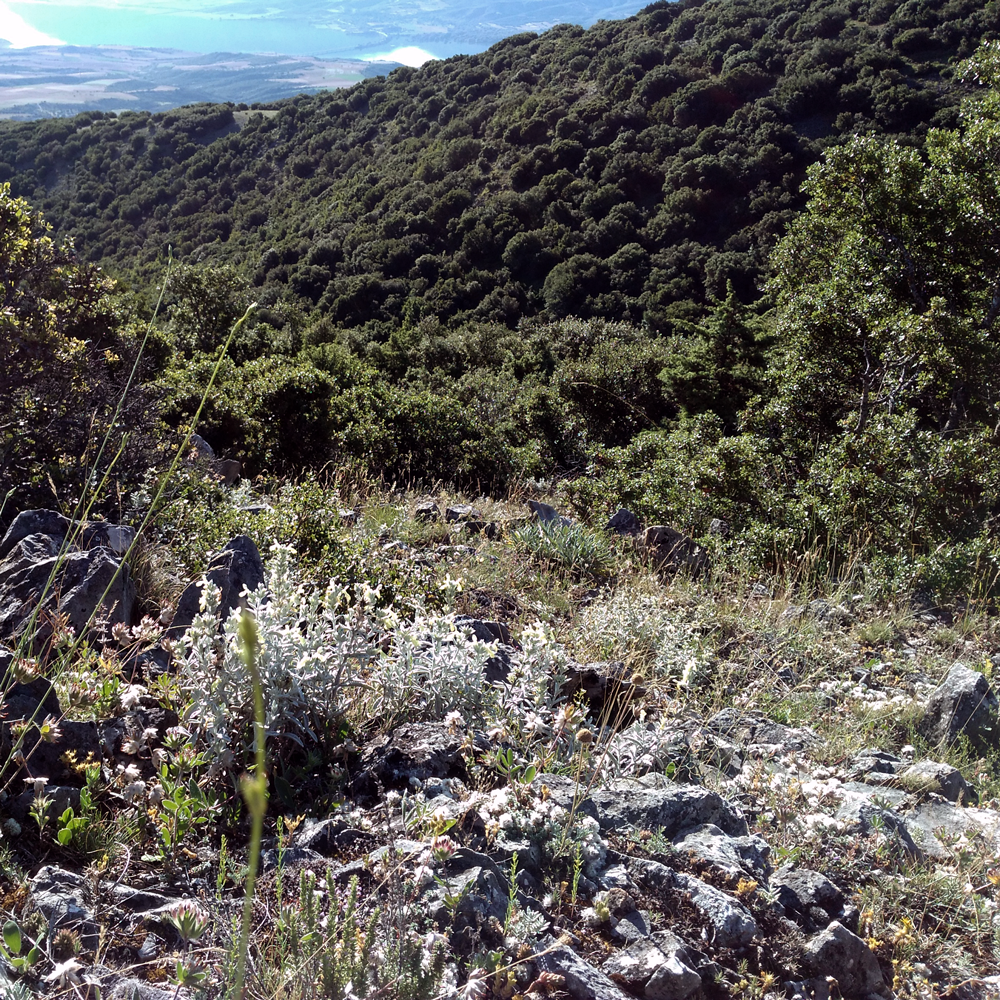 Thé de montagne Stachys Iva Bio