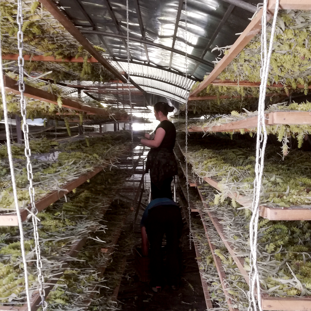 Thé de montagne Stachys Iva Bio