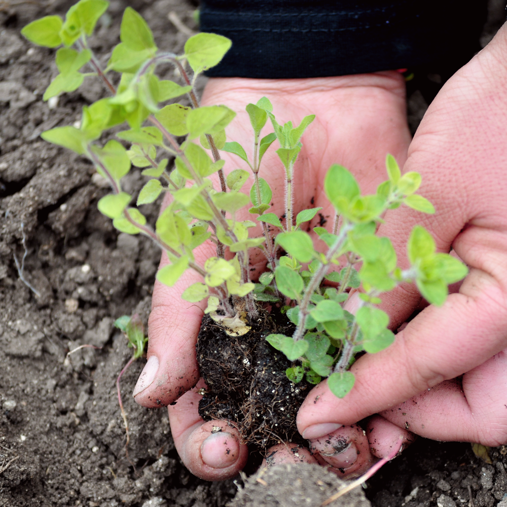 Thé de montagne Stachys Iva Bio