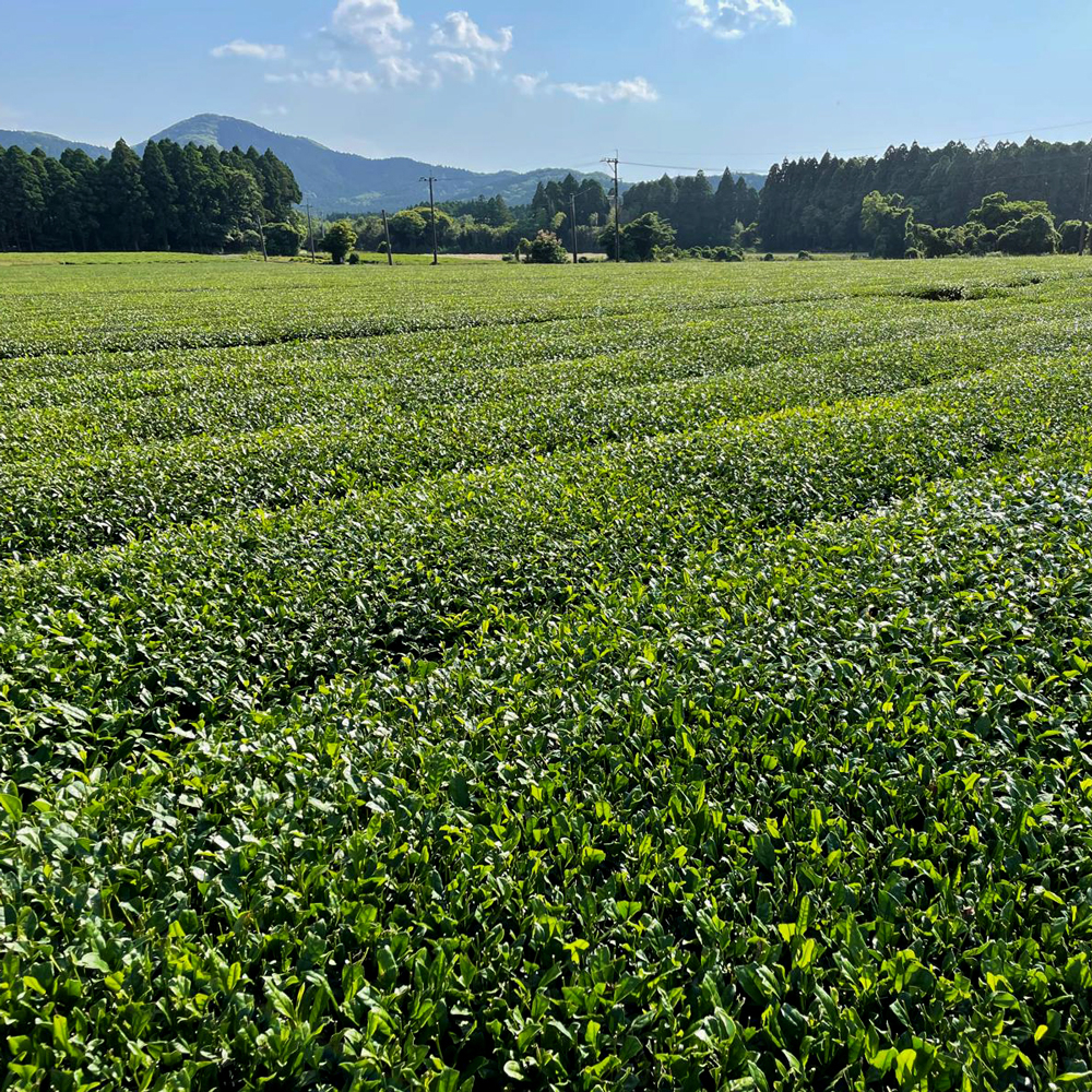 Sencha Zairai Bio Sencha Zairai Bio