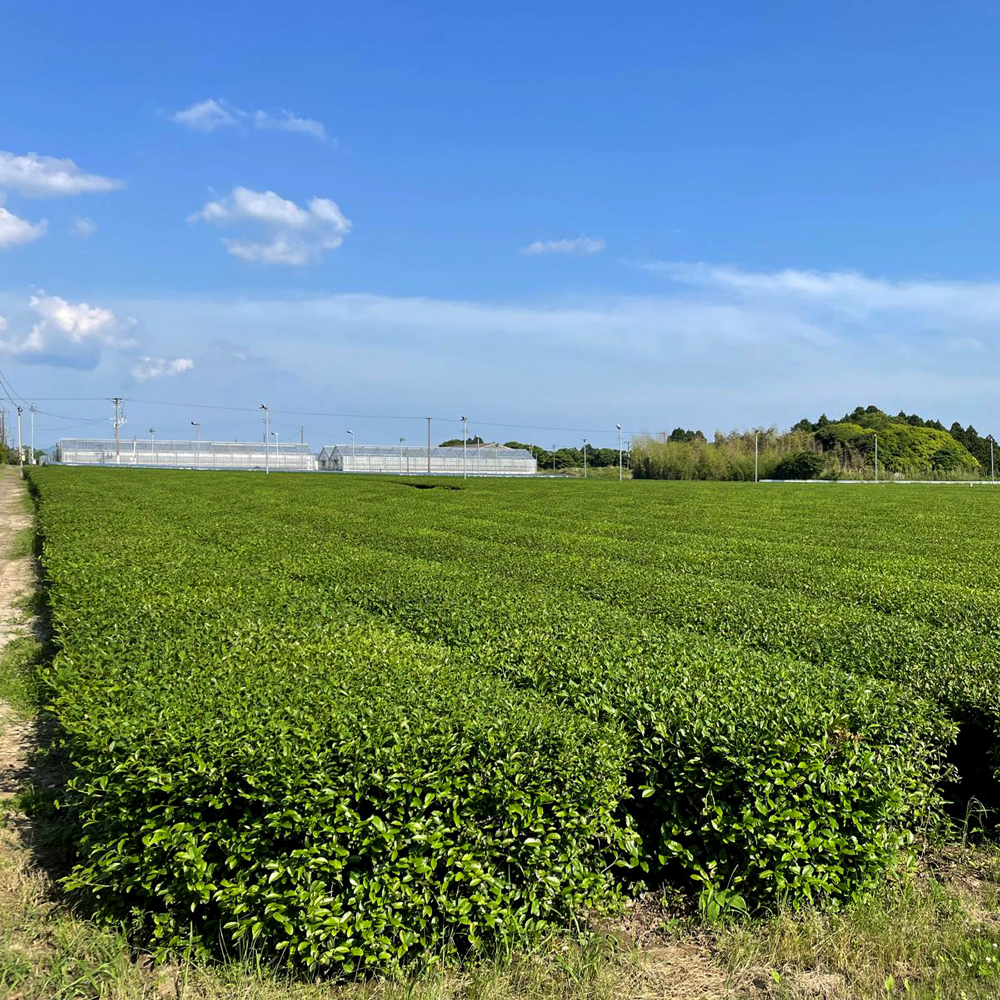 Sencha Zairai Bio Sencha Zairai Bio