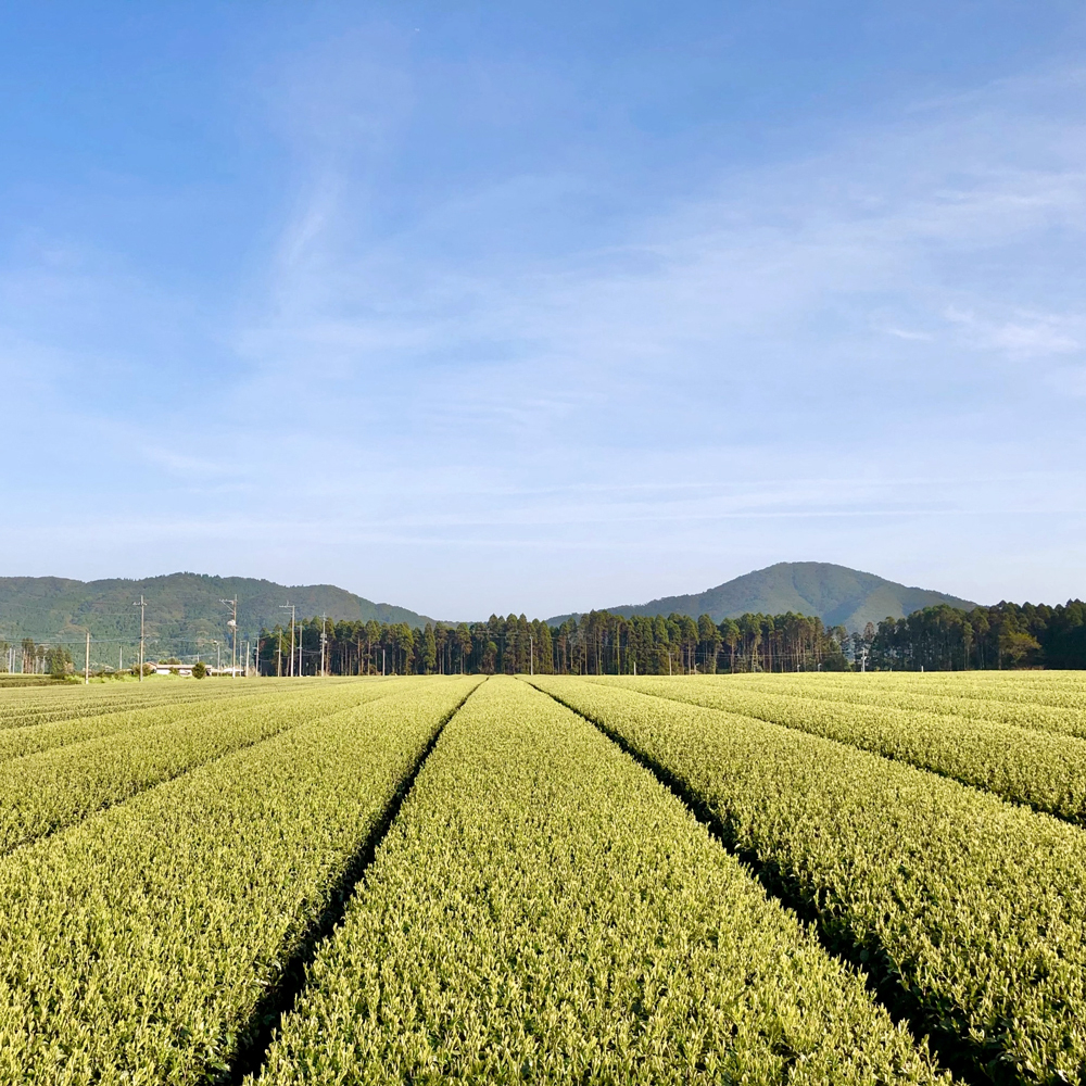 Sencha Miyakonojo Asanoka Organic Sencha Miyakonojo Asanoka Organic