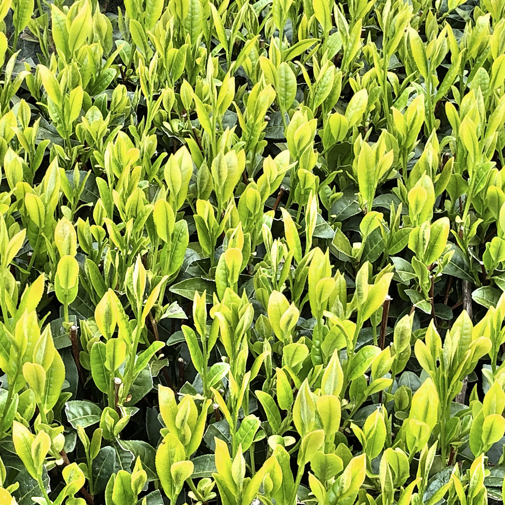 Sencha Miyakonojo Asanoka Organic Sencha Miyakonojo Asanoka Organic