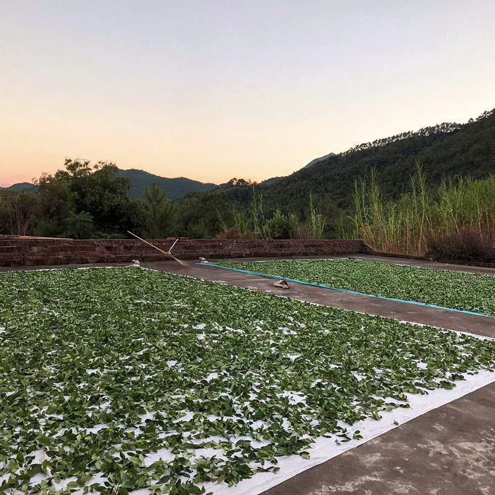 Anxi Tie Guan Yin Hua Xiang