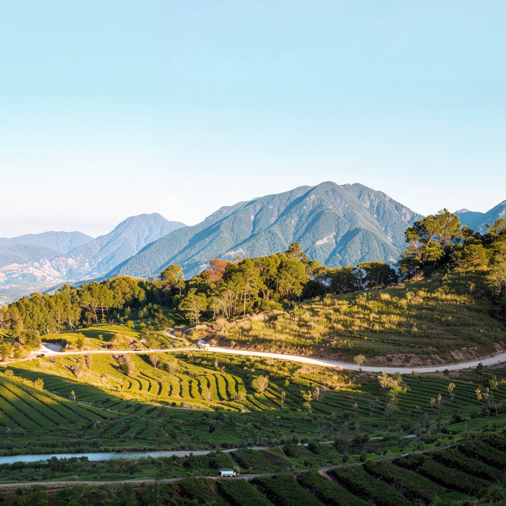 Anxi Tie Guan Yin Hua Xiang Anxi Tie Guan Yin Hua Xiang