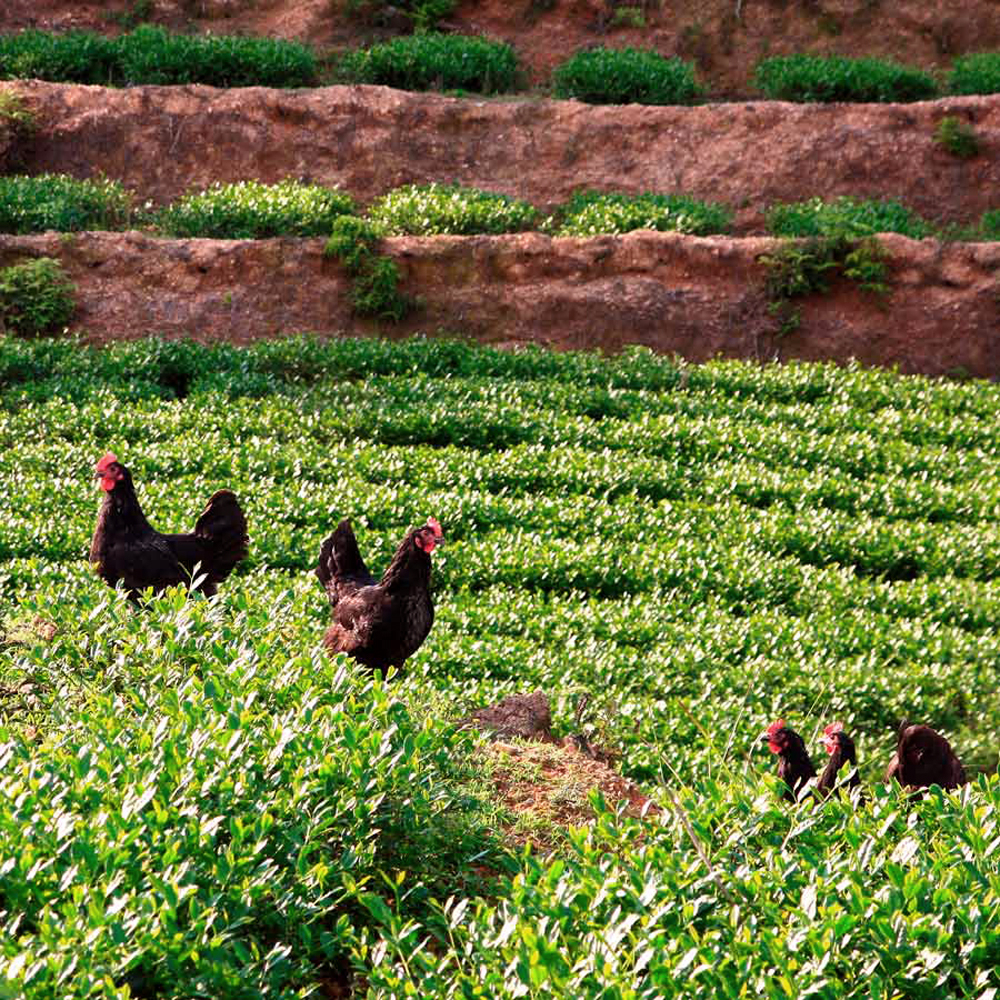 Anxi Tie Guan Yin Hua Xiang Anxi Tie Guan Yin Hua Xiang