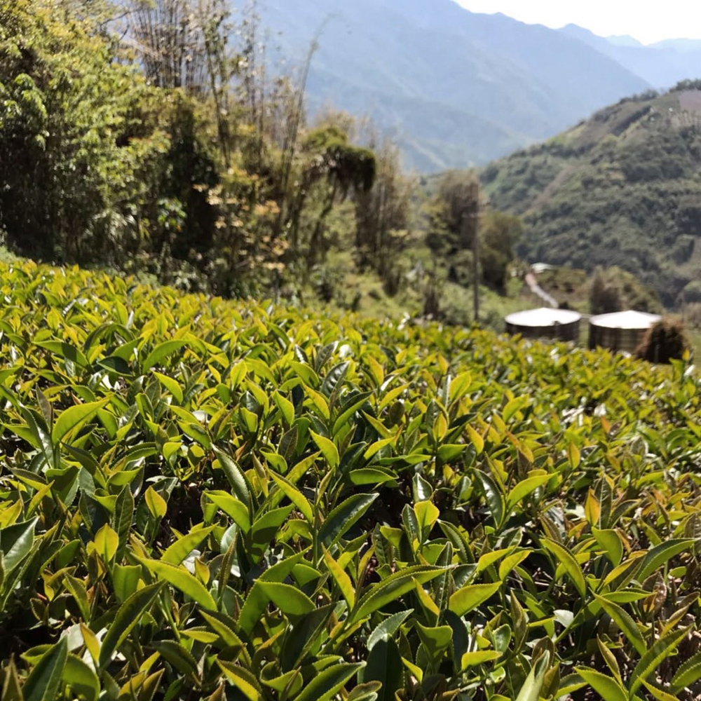 High Mountain Mi Xiang Black Tea Bio