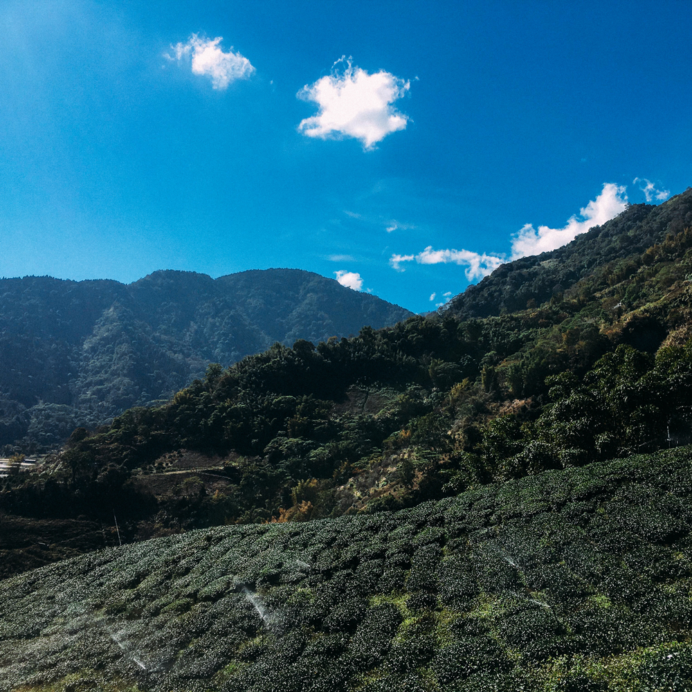 High Mountain Mi Xiang Black Tea Bio