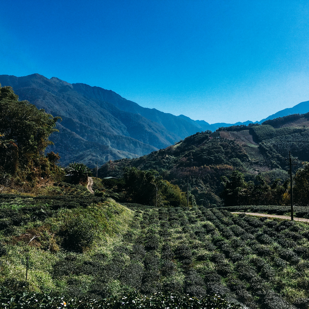 High Mountain Mi Xiang Black Tea Bio