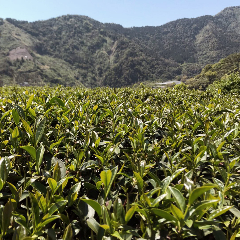 High Mountain Mi Xian Black Tea Bio