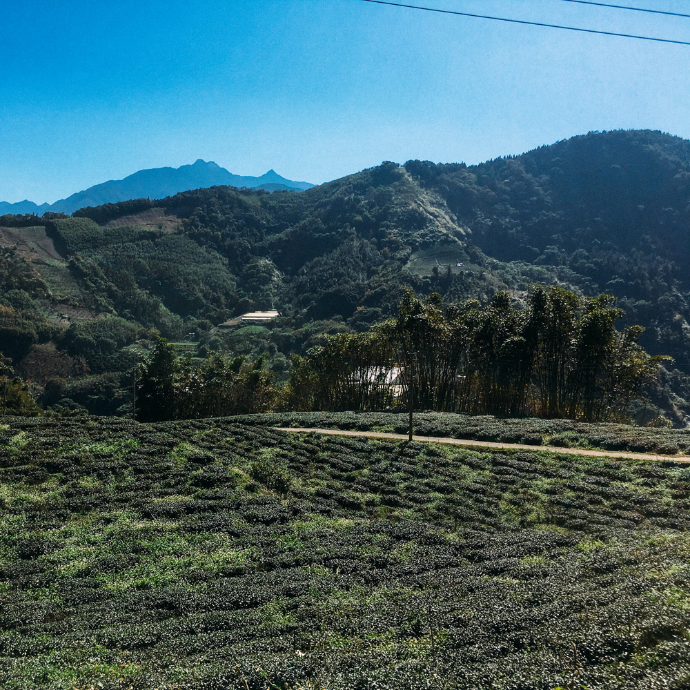 High Mountain Mi Xian Black Tea Bio