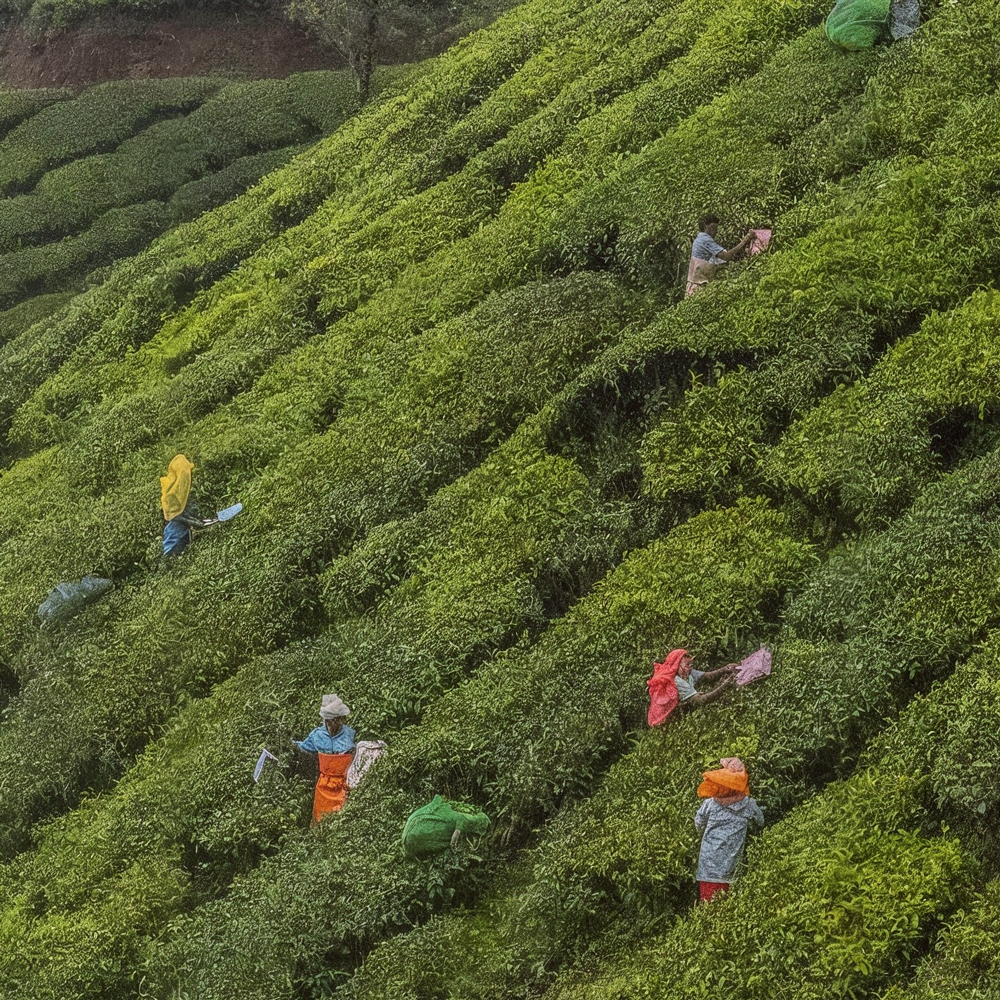 Singbulli Second Flush SFTGFOP