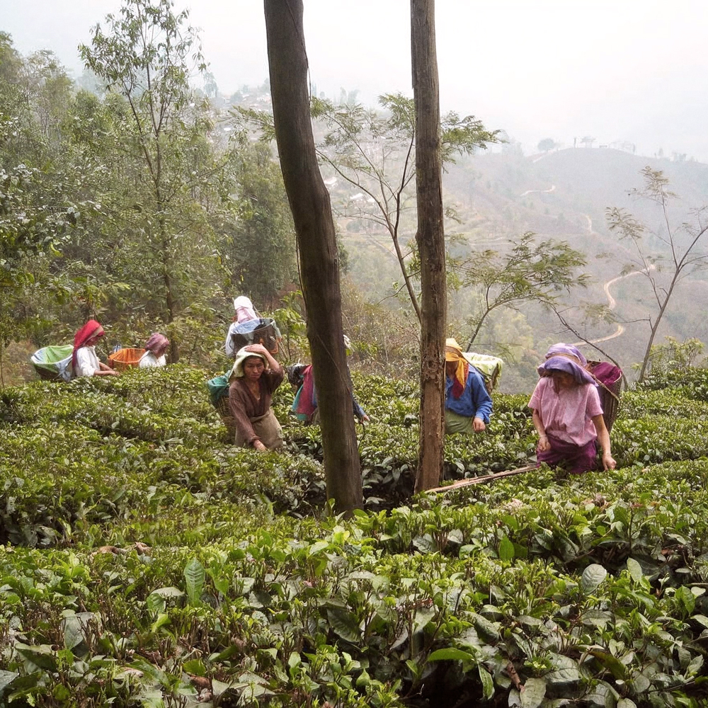 Singbulli Second Flush SFTGFOP