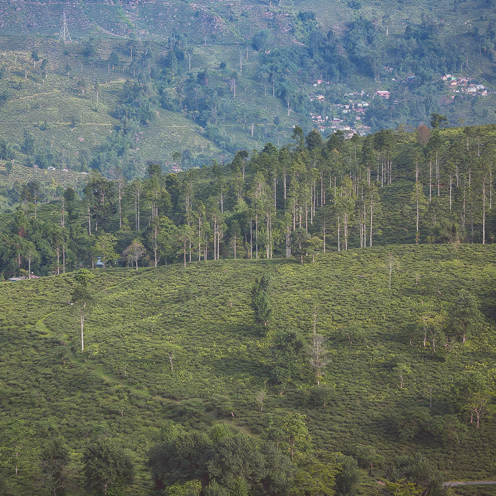 Singbulli Second Flush SFTGFOP