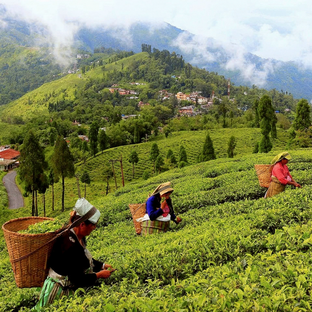 Singbulli Second Flush SFTGFOP