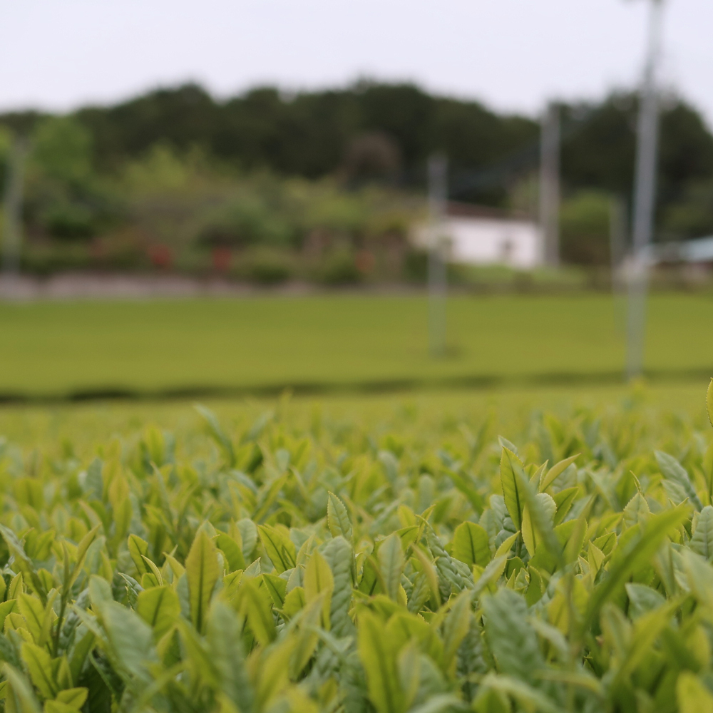 GABA Tea 130 Fuji Premium GABA Tea 130 Fuji Premium