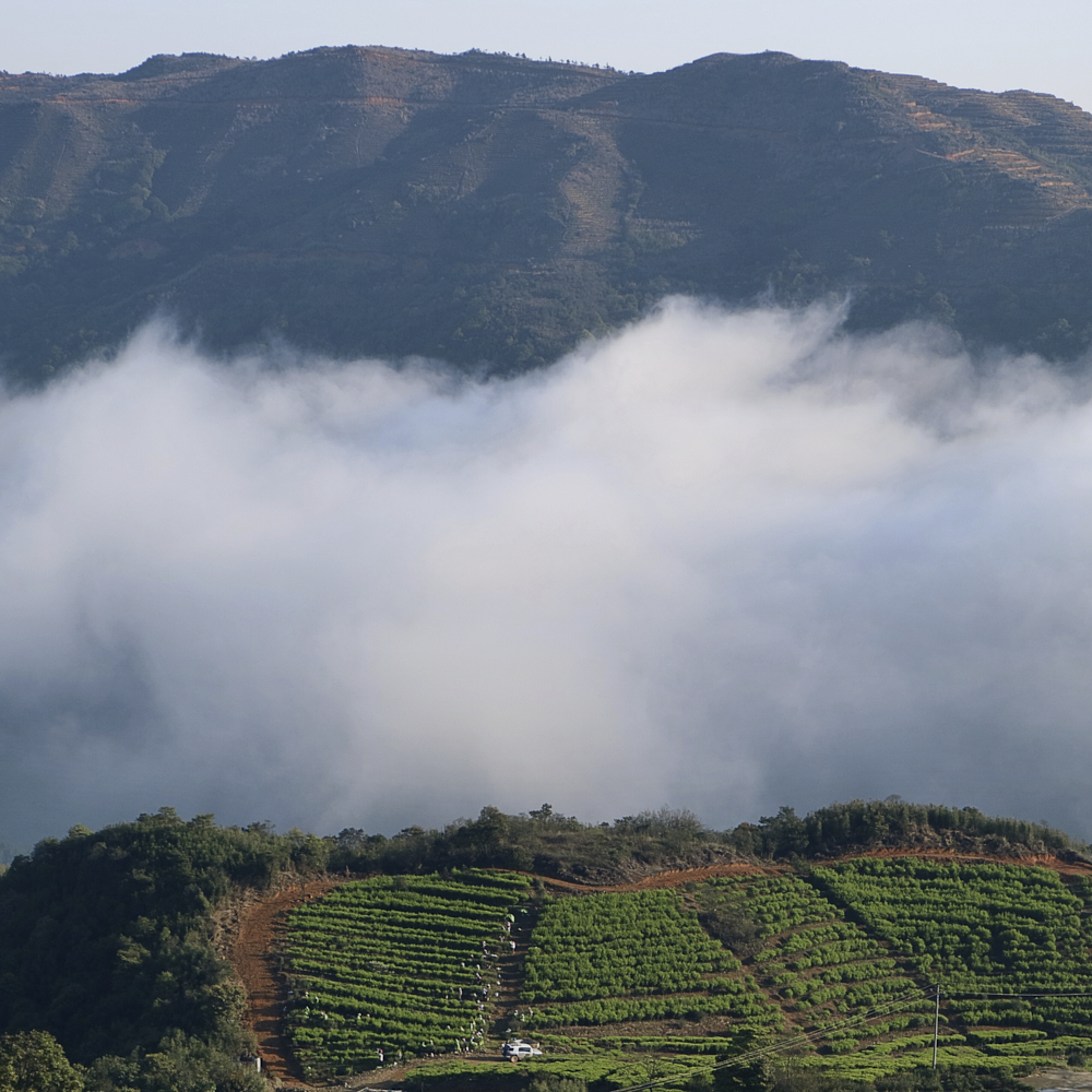 Phoenix Dancong Shi Yan