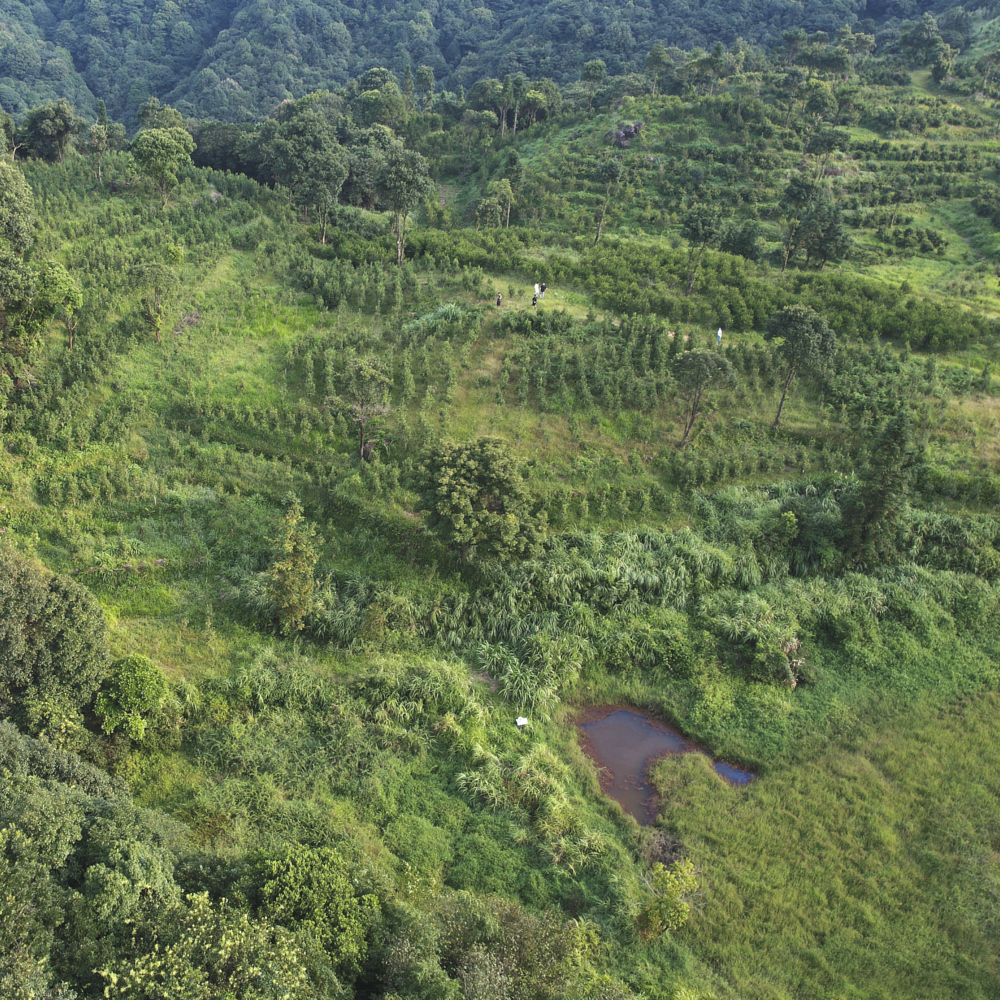 Phoenix Dancong Shi Yan