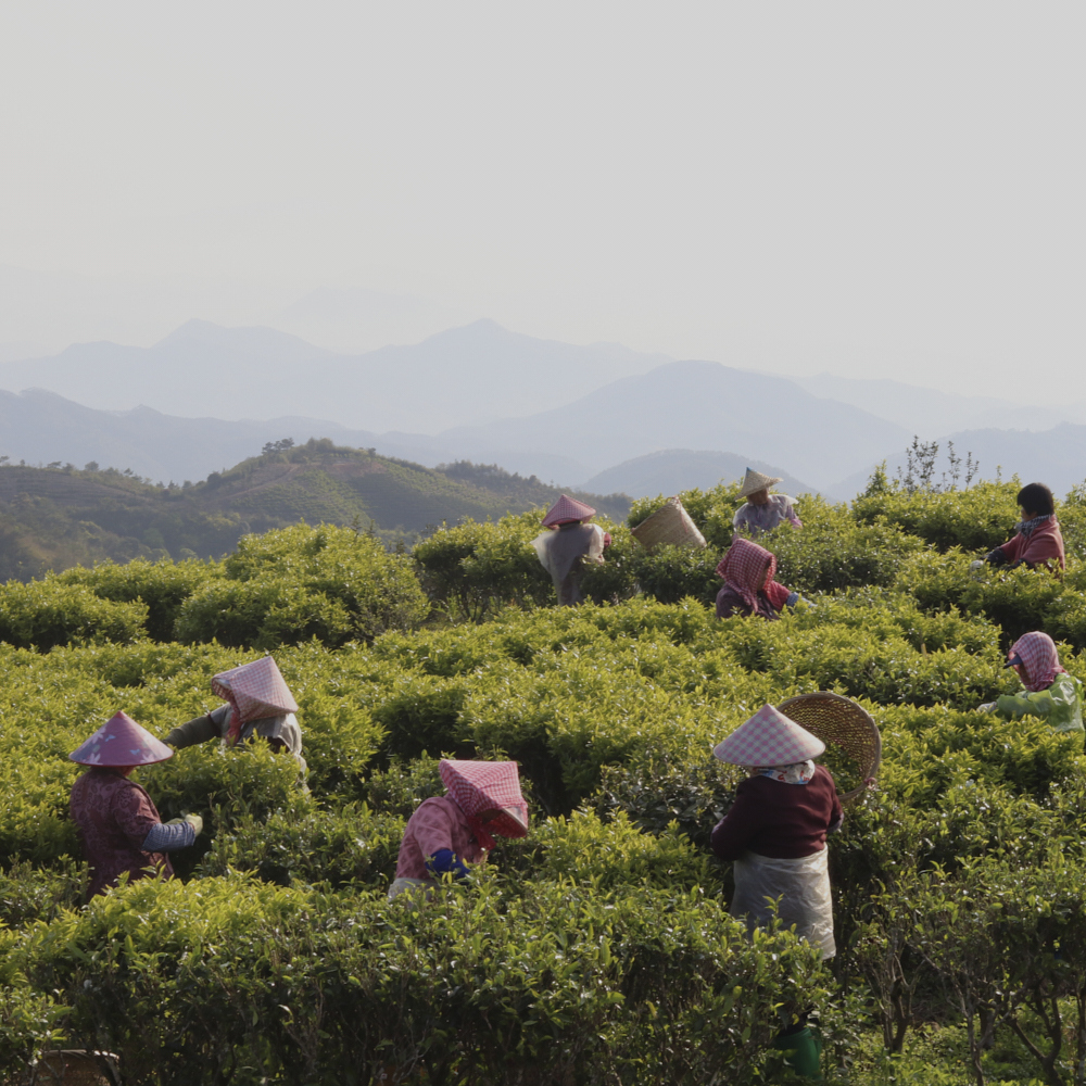 Phoenix Dancong Shi Yan
