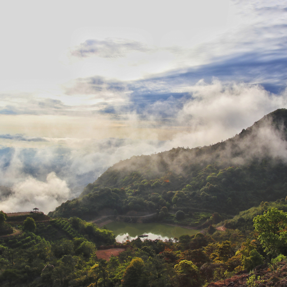 Phoenix Dancong Hong Di