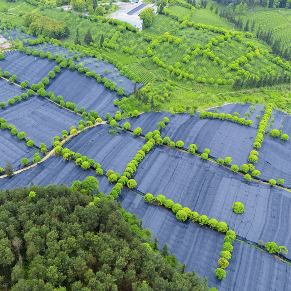 Organic Matcha Fulong 