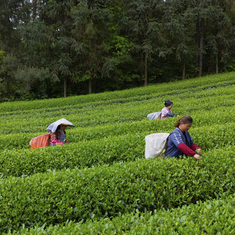 Organic Matcha Fulong 