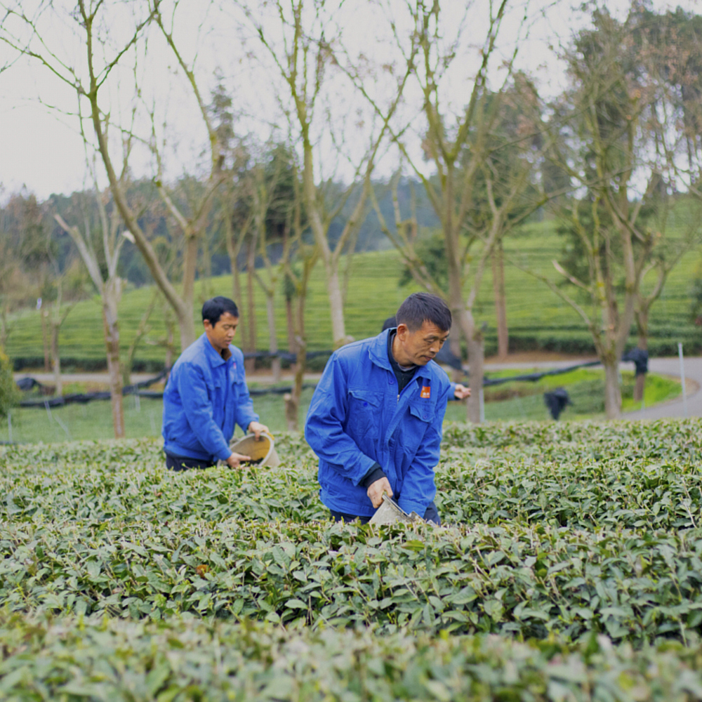 Organic Matcha Fulong 