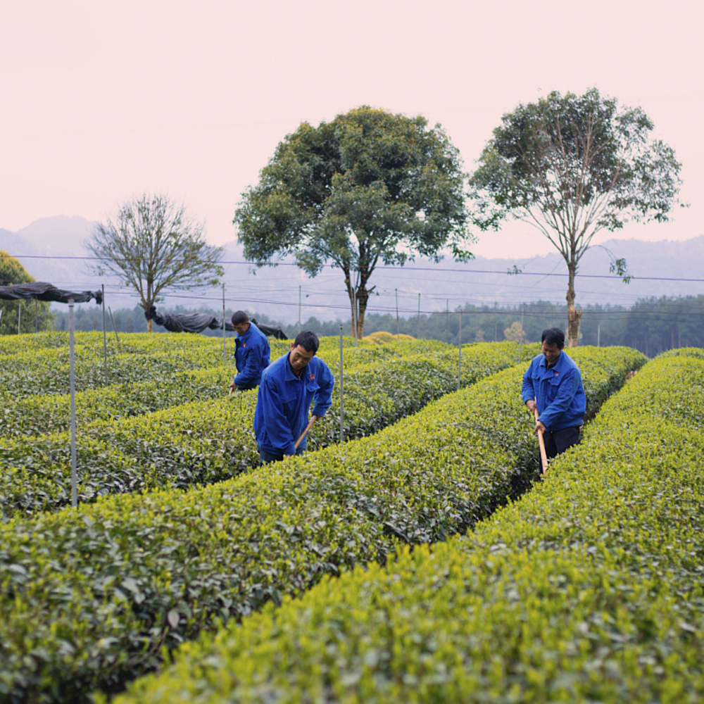 Organic Matcha Fulong 
