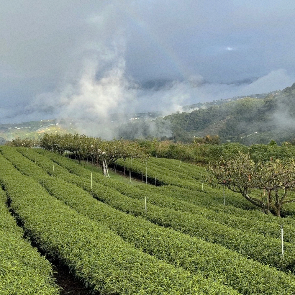 High Mountain Li Shan Oolong Supreme Pest.Free