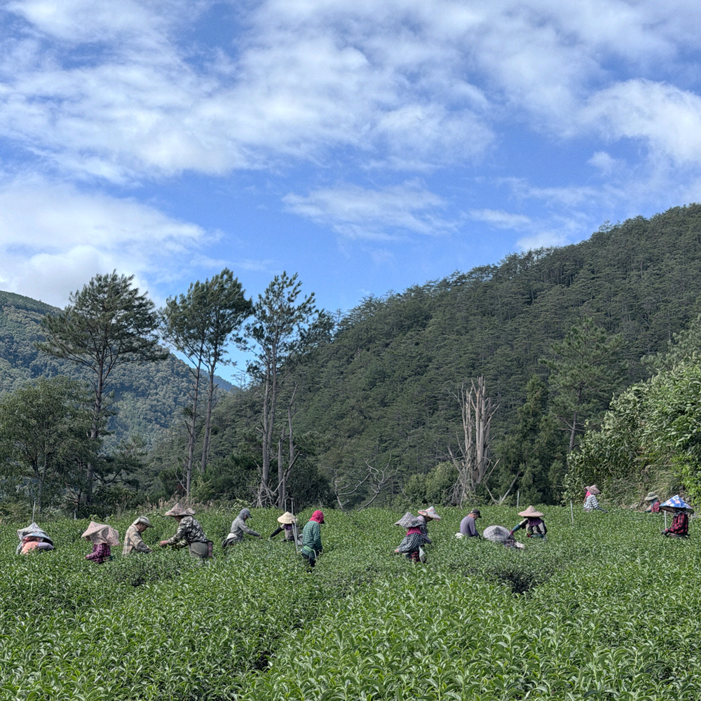 High Mountain Li Shan Oolong Supreme P.Free