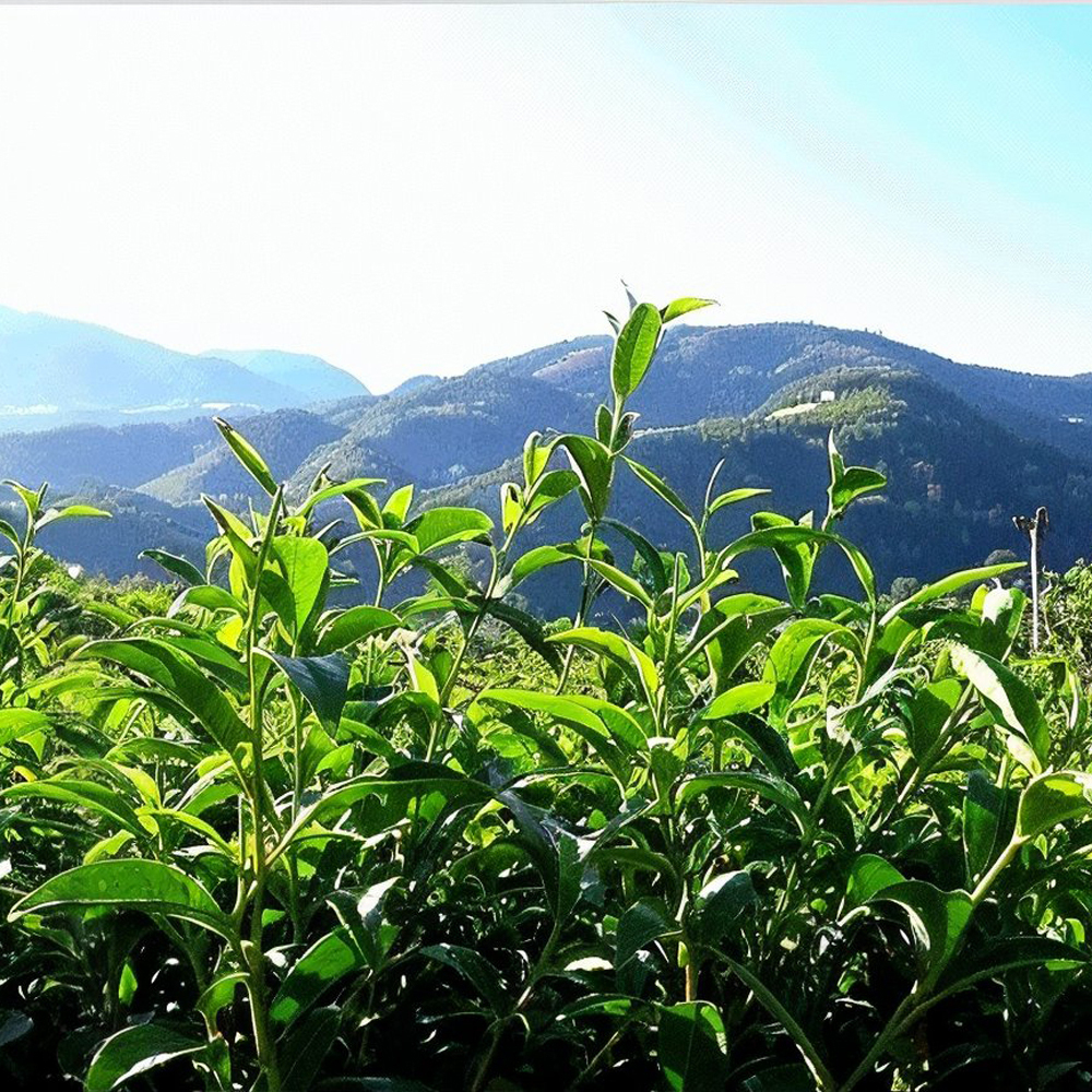 High Mountain Li Shan Oolong Supreme Sans.Pest