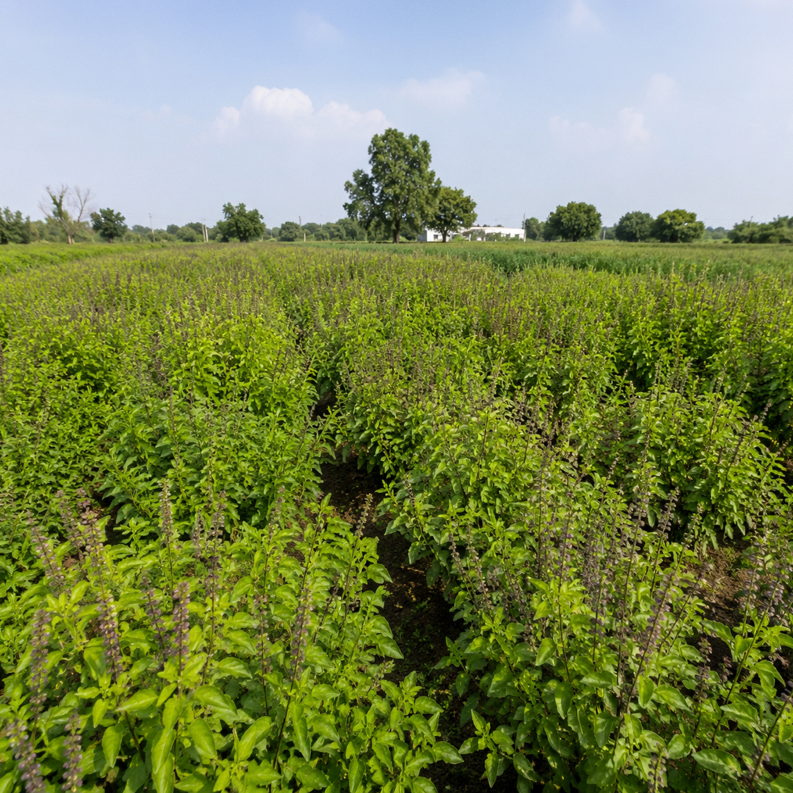Tisane Tulsi Bio Tisane Tulsi Bio