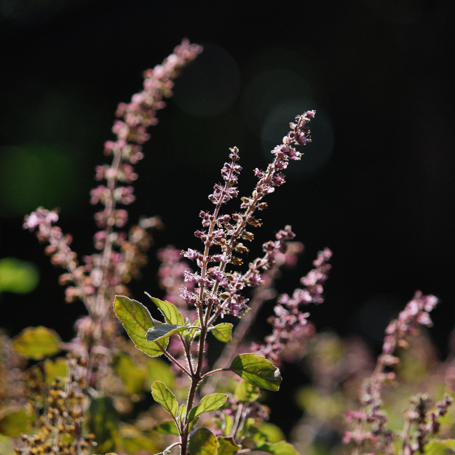 Organic Tulsi Tea