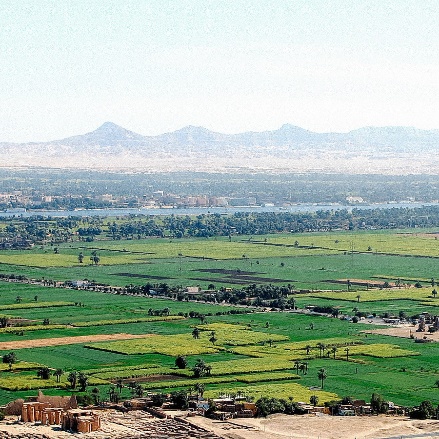 Organic Hibiscus Flower Tea
