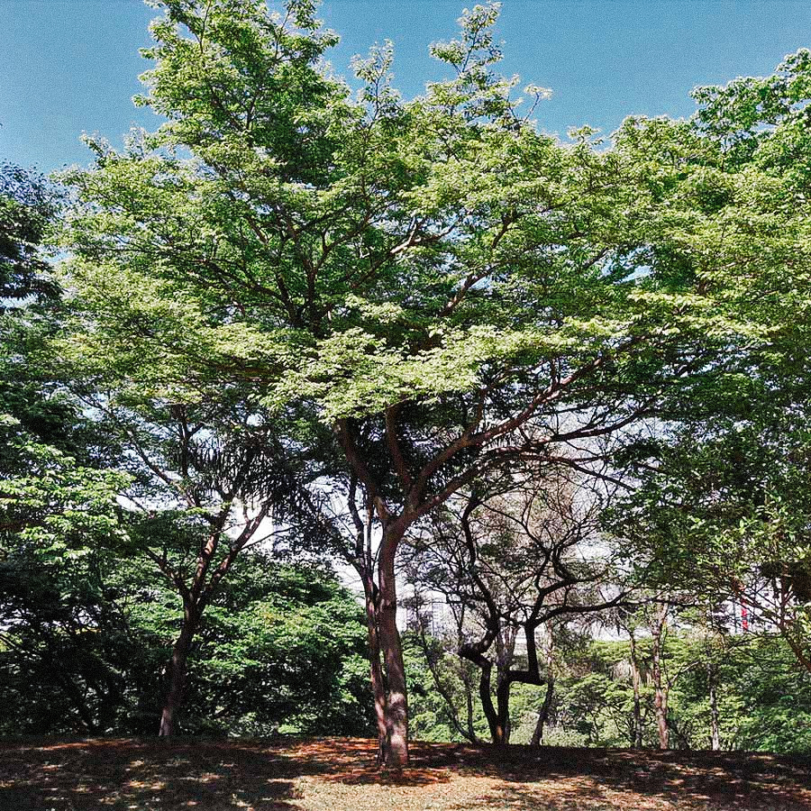 Jatoba Tea  Wild-Grown