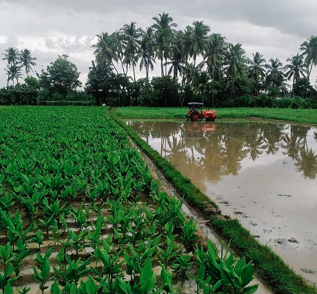Golden Turmeric Organic Relaxation Tea Golden Turmeric Organic Relaxation Tea