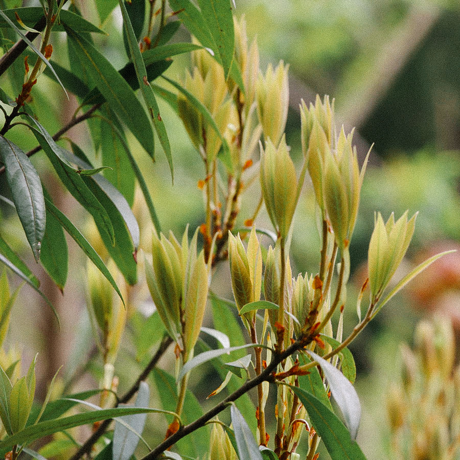 Lao Ying Highest Grade sans pesticides