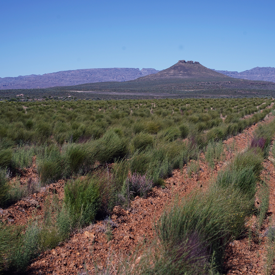 Rooibos Honeybush Orange Bio