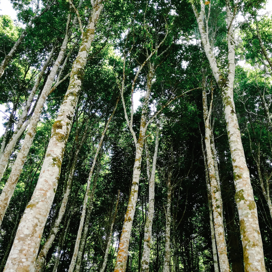 Adlerholz Räucherstäbchen Siam Jinko Adlerholz Räucherstäbchen Siam Jinko