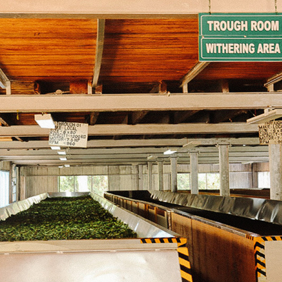 White Darjeeling Glenburn Moonshine First Flush White Darjeeling Glenburn Moonshine First Flush