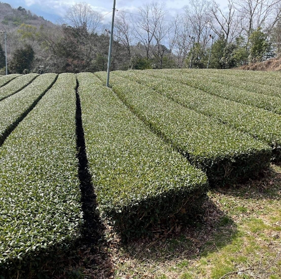 Hojicha Uji Yabukita organic