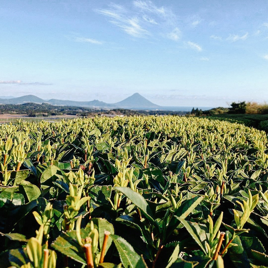 GABA Tee 140 Chiran Pest.Free