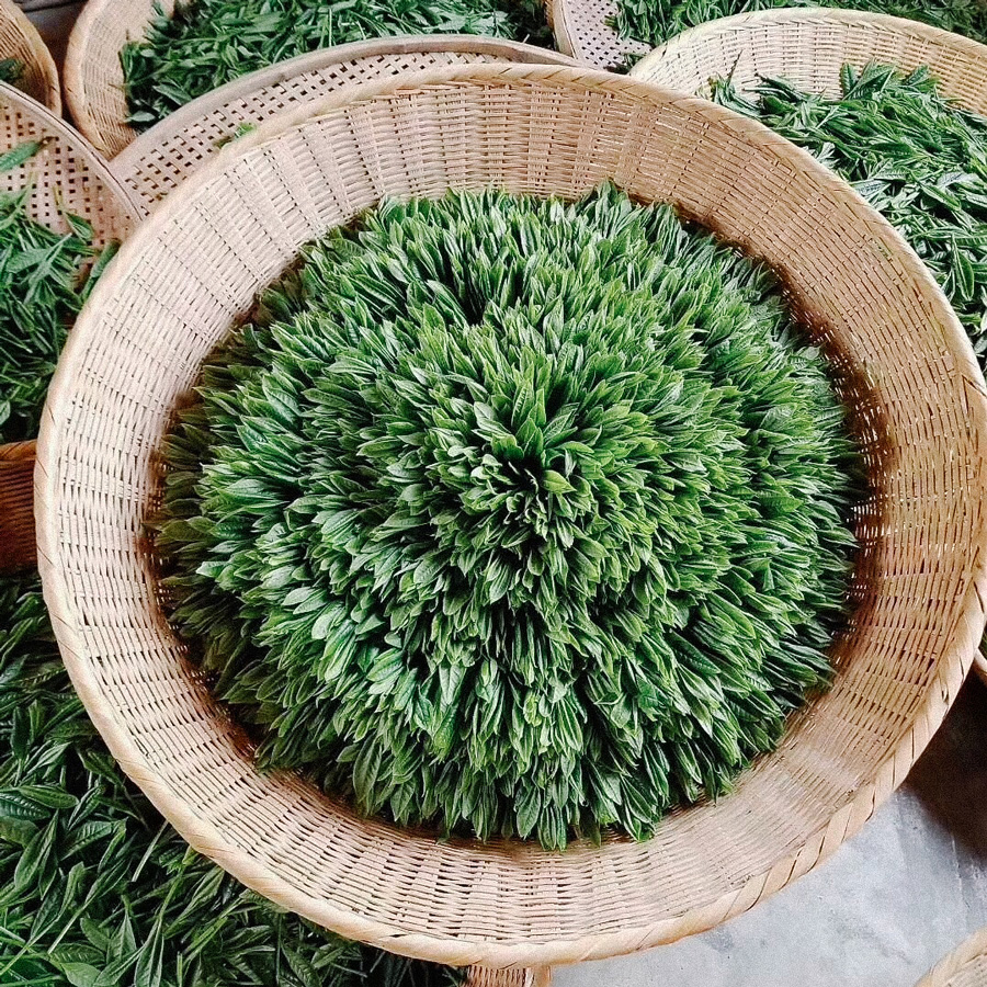 Taiping Hou Kui Imperial Grade Pesticide Free Taiping Hou Kui Imperial Grade Pesticide Free