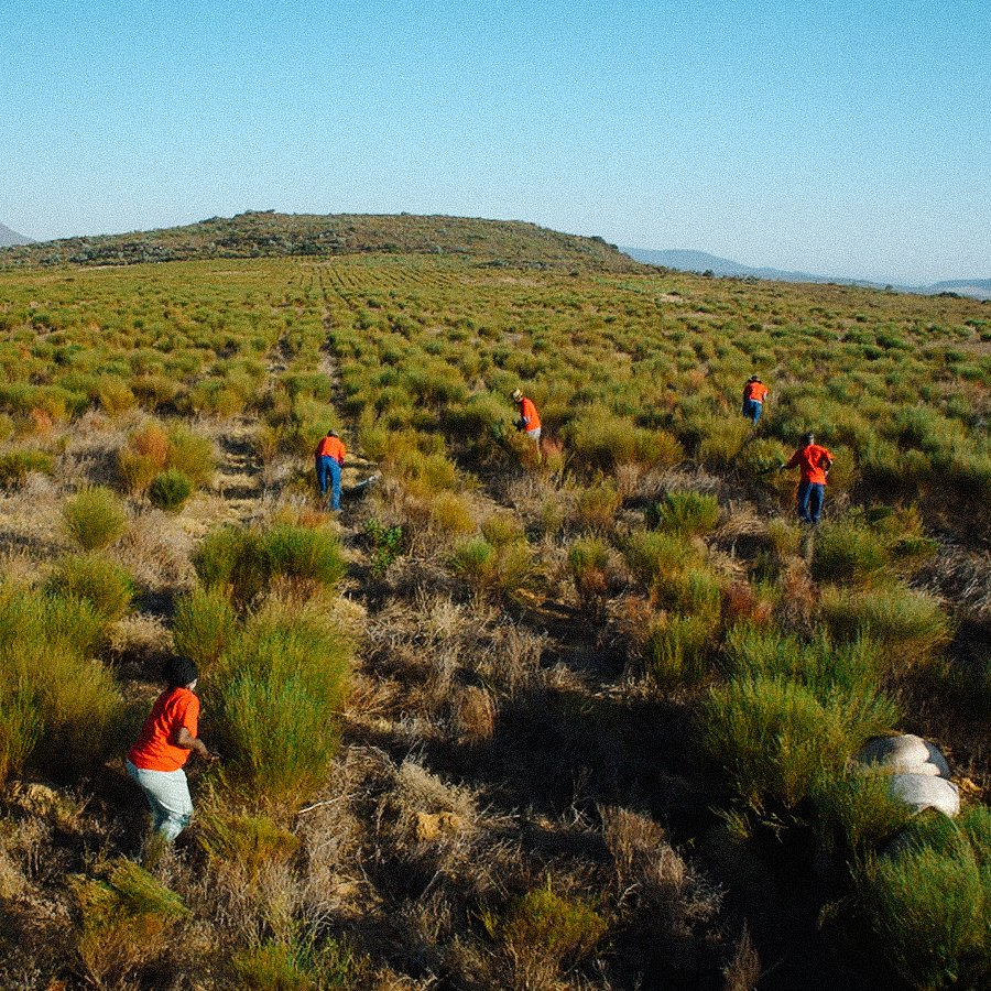 Rooibos Honeybush Bio