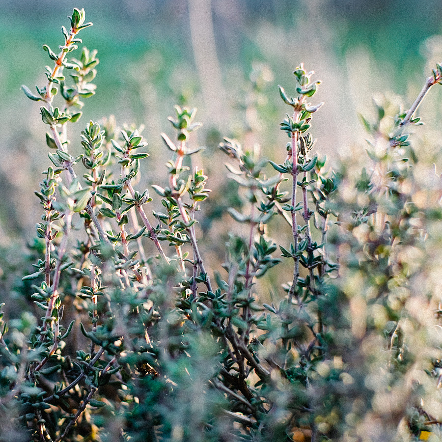 Thymiantee Italien Bio Thymiantee Italien Bio