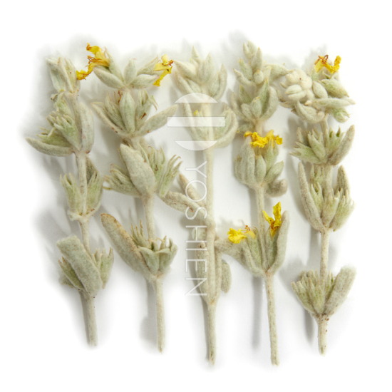 Stachys Iva Mountain Tea Bio