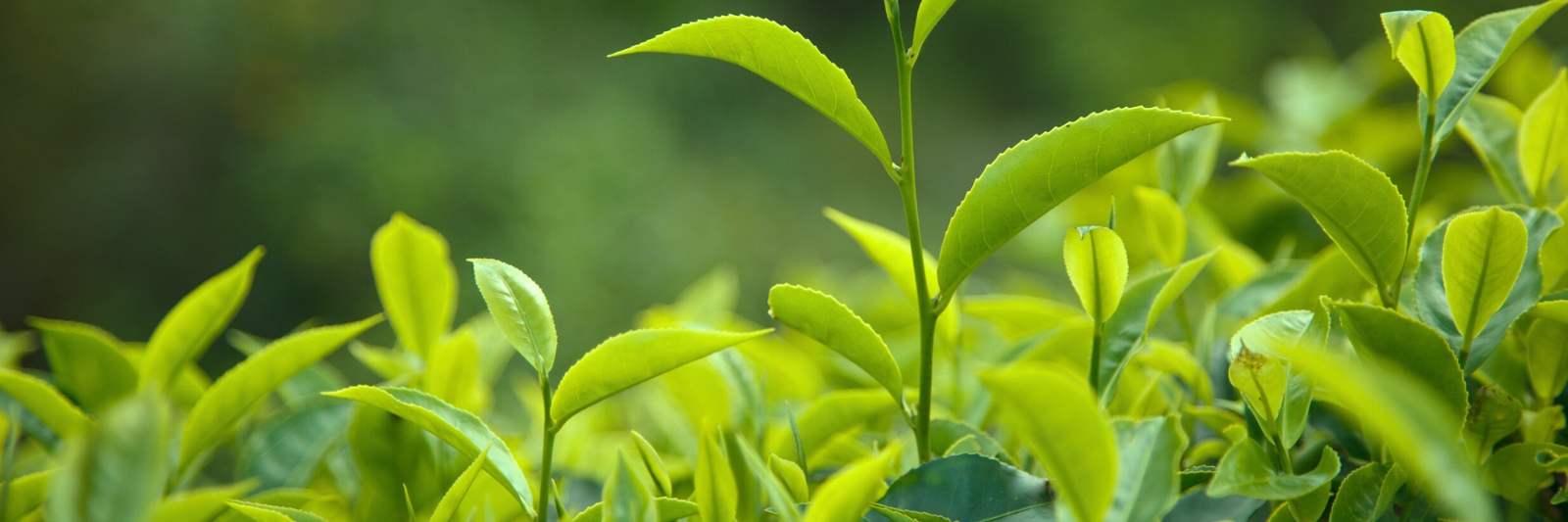 Grüner Tee closeup - Teepflanze camellia sinensis